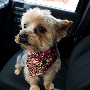 Meet your Posher, Larry